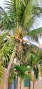 Palm tree, Orient Bay, Saint Martin, French Caribbean Royalty Free Stock Photo