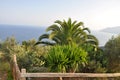 Palm tree and other flora in Greece, mediterranean flora.