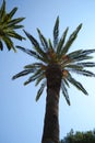 Palm tree and other vegetations