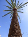 Palm tree Ovalle, Chile Royalty Free Stock Photo