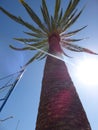Palm tree Ovalle, Chile Royalty Free Stock Photo