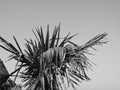 Palm Tree Over Blue Sky, Black And White