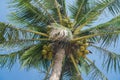 Palm tree over blue sky, bottom view Royalty Free Stock Photo