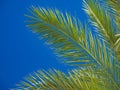 Palm tree over blue sky Royalty Free Stock Photo