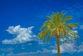 Palm tree over blue sky Royalty Free Stock Photo