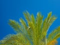 Palm tree over blue sky Royalty Free Stock Photo