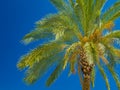 Palm tree over blue sky Royalty Free Stock Photo