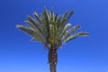 Palm Tree over Blue Sky Royalty Free Stock Photo