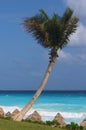 Palm tree over Carribean beach