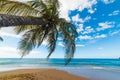 Palm tree over La Perle beach in Guadeloupe Royalty Free Stock Photo