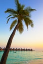 Palm tree over ocean Royalty Free Stock Photo