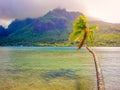 Palm tree over idyllic beach at sunset, Moorea, French Polynesia, Tahiti Royalty Free Stock Photo