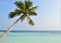 Palm tree overhang tropical beach biyadhoo island Maldives Royalty Free Stock Photo
