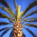 Palm Tree (Palmae) Royalty Free Stock Photo