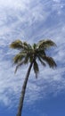 Palm tree, Palmtree Palm Beach, Florida. Royalty Free Stock Photo