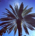 Palm tree