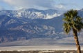 Palm Tree and Panamint Mountains Royalty Free Stock Photo