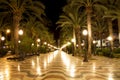 Palm tree pathway at night