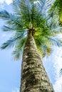 Palm tree perspective from below