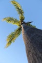 Palm Tree Perspectives Royalty Free Stock Photo