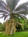 Palm tree.Phoenix Canaries Royalty Free Stock Photo