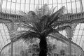 Palm tree photographed against the ironwork inside the Kibble Palace glasshouse at Glasgow Botanic Gardens, Scotland UK