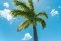 a palm tree is pictured against the blue sky in miami