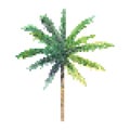 Palm tree pixel art vector, isolated natural plant on white background Royalty Free Stock Photo