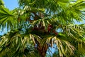 Palm tree plant Borassus or Palmyra palm in a blue sky Royalty Free Stock Photo