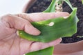 Palm tree plant dracaena. the tips of the leaves dry at home.