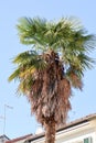 Palm tree plant nature view detail branches leaves from below Italy Italian Royalty Free Stock Photo