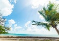 Palm tree in Pointe de la Saline beach in Guadeloupe Royalty Free Stock Photo