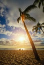 Palm tree at poipu beach park, kauai, hawai`i Royalty Free Stock Photo