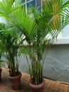 palm tree in a pot get wet Royalty Free Stock Photo