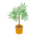 Palm tree pot icon, isometric style Royalty Free Stock Photo