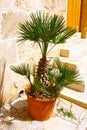 Palm tree in a pot Royalty Free Stock Photo