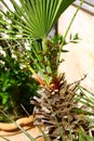 Palm tree in a pot Royalty Free Stock Photo