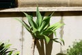 Palm tree in a pot Royalty Free Stock Photo