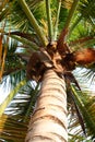 Palm Tree - Puerto Rico Royalty Free Stock Photo