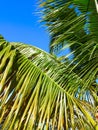 Palm Tree - Puerto Rico Royalty Free Stock Photo