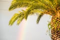 Palm Tree Rainbow Royalty Free Stock Photo