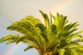Palm Tree Rainbow Royalty Free Stock Photo