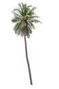 Palm tree real isolate die cut on white background with clipping path Royalty Free Stock Photo