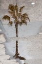 Palm tree reflecting Royalty Free Stock Photo