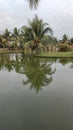 Palm Tree Reflection on Calm Lake in Tropical Park Royalty Free Stock Photo