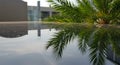 Palm Tree Reflection in City Water Royalty Free Stock Photo