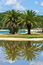 Palm tree reflection in a puddle after summer storm Royalty Free Stock Photo