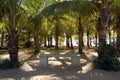 Palm tree with relaxing seat in Acapulco, Mexico. Royalty Free Stock Photo