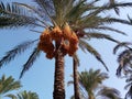 Palm tree with yellow dates and another red palm behind it Royalty Free Stock Photo