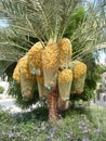 Palm tree with ripening dates